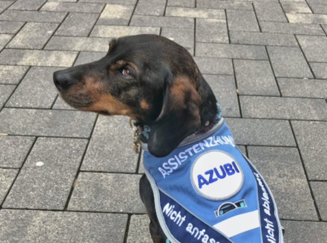 Der Assistenzhund & die Probleme, die er mit sich bringt