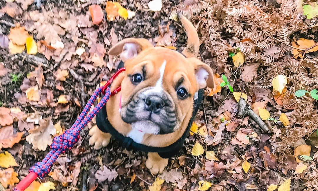 Vom Suchen & Finden der "perfekten" Hundeschule