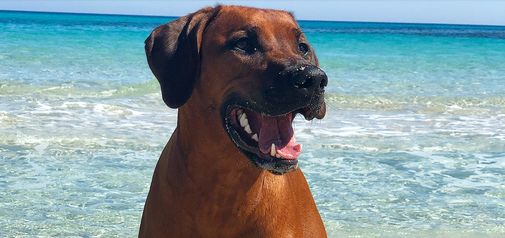 Der Ridgeback mag kein Wasser !