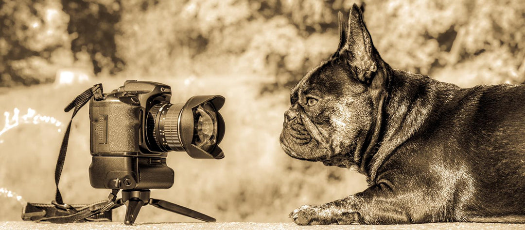 Ein Hund braucht keinen Social-Media-Account!