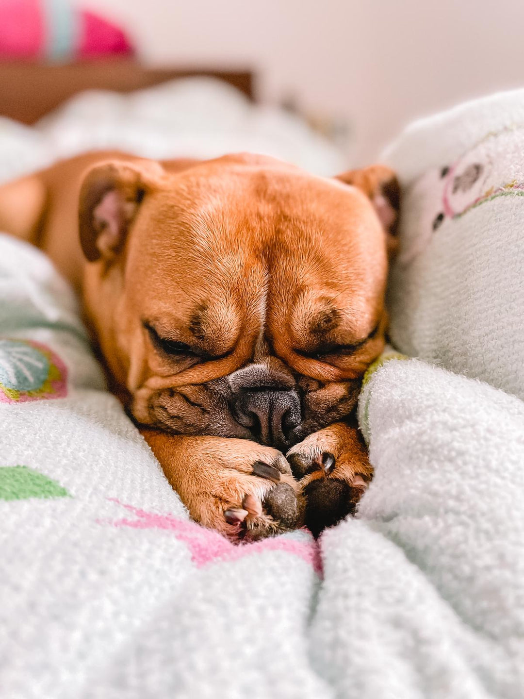 Ein Kampfhund? Ein Boxer? Ein Frenchie! Und moppelig noch dazu!