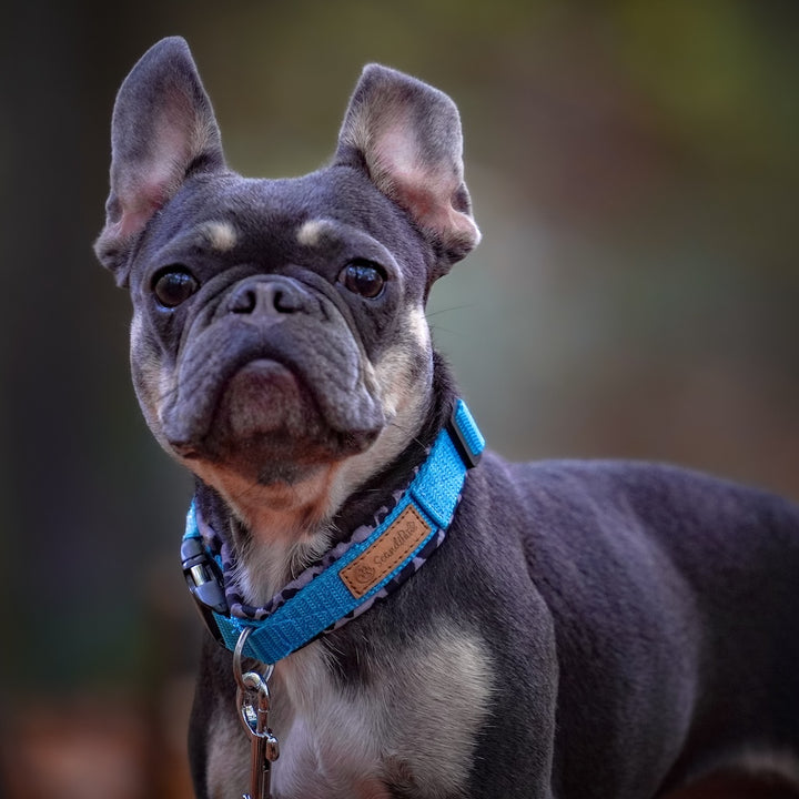 Hochwertiges Hundehalsband aus robustem Material, verstellbar und komfortabel, ideal für Spaziergänge und Sicherheit, in modernem Design. 