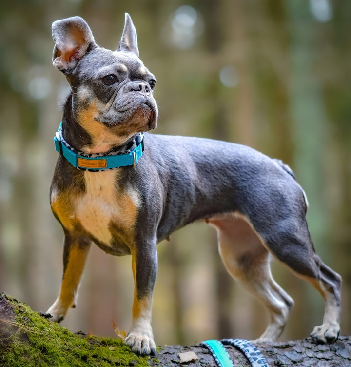 Hochwertiges Hundehalsband aus robustem Material, verstellbar und komfortabel, ideal für Spaziergänge und Sicherheit, in modernem Design. von ScandiPaws