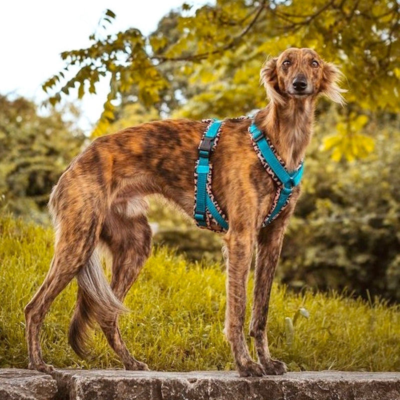 ScandiPaws Hundegeschirr Hugs & Kisses rosa Flieder