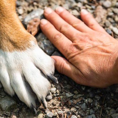 exklusives Hundezubehör von ScandiPaws