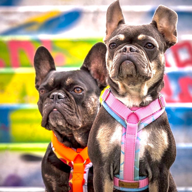 Hunde Leckerlibeutel Goodiebag und Futterbeutel für Unterwegs. Ob beim Gassi, Spaziergänge oder Hundetraining Leopard türkis